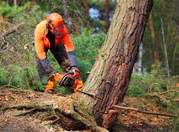 How Our Tree Care Process Works  in Mandeville, LA